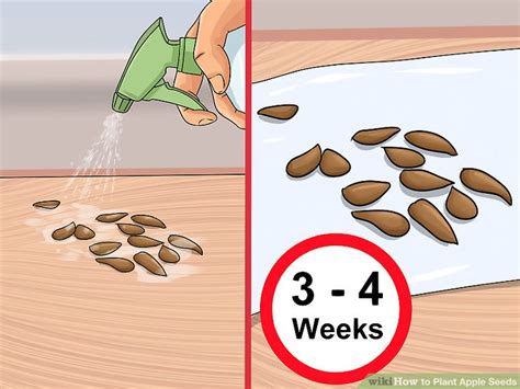 Keep the soil evenly moist. 3 Ways to Plant Apple Seeds - wikiHow