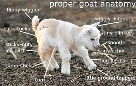 The Best Goat Memes Jokes And Puns