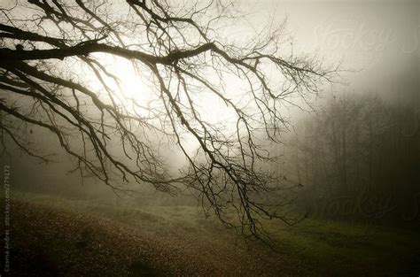 Branch Of Tree On Autumn Morning With Fog And Mist By Stocksy