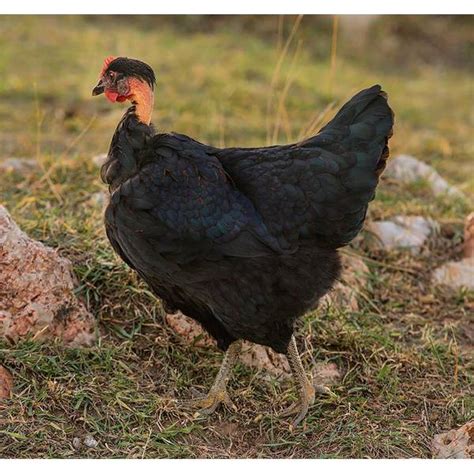 Cackle Hatchery Turken Naken Neck Pullet Chicken Female F