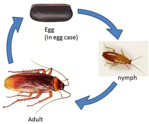 termite pest controls  life cycle   cockroach