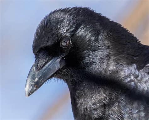 American Crow Calls Learn 3 Common Sounds Bird Watching Hq