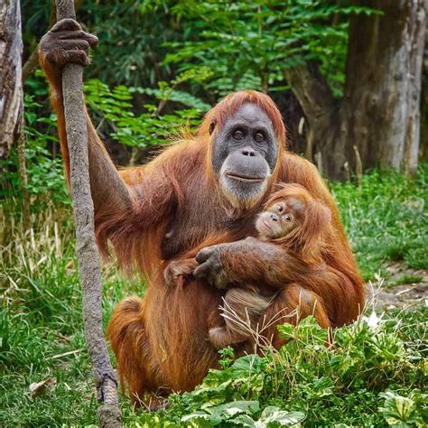 Interesting Facts About Sumatran Orangutan That You Should Know