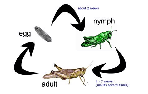 Life Cycle Of Grasshopper Stages Involved Pestclue