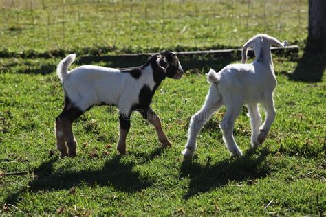 Baby Goats Stock Photo Image Of Animal Farming Head 89303508