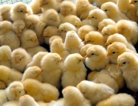 Poultry Farm Chicks In Nagpur पोल्ट्री फार्म चिक्स नागपुर Latest Price And Mandi Rates From