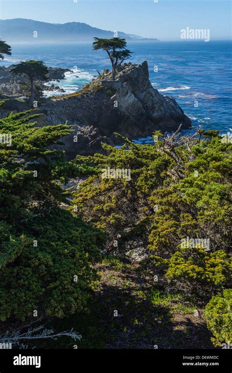 The Famous Lone Cypress Tree Standing On Rugged Bare Granite