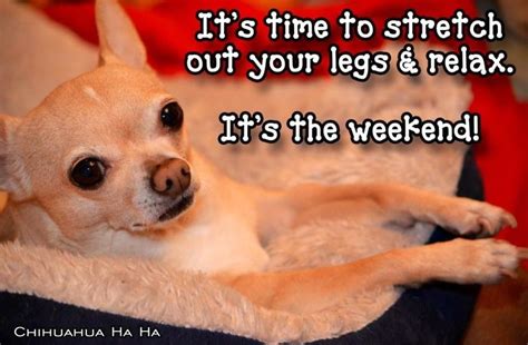 Discover and share chihuahua quotes. Weekend Chihuahua quote via www.Facebook.com/ChihuahuaHaHa | Chihuahua quotes, Weekend humor