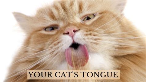 Fun And Fascinating Facts About Your Cats Tongue