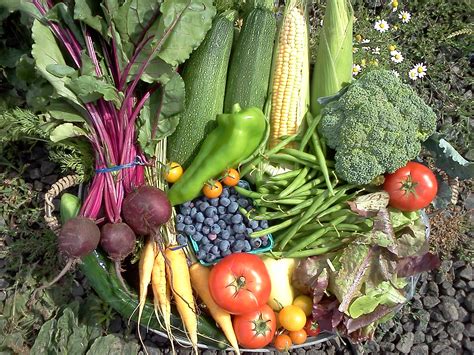 Starting Organic Vegetable Garden