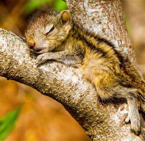 Super Cute Baby Squirrel Eekhoorn Baby Squirrel Squirrel Animal