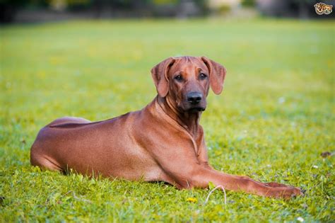 10 Large Dog Breeds That Are Low Maintenance Pethelpful