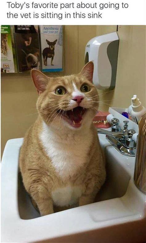 55 Funny Fuzzy Animal Memes Cutesypooh Gatitos Divertidos Animales