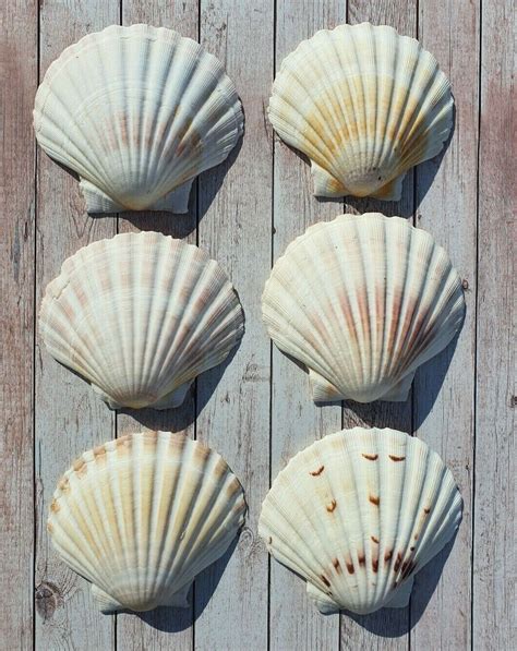 12x Natural Scallop Shells Washed White Clean 100uk Scallop Shell 10