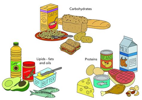 Carbohydrate Food Health And Gym Guide