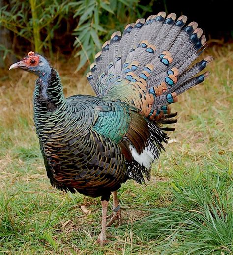 Turkeys You Wont Eat For Thanksgiving Wild Animals Pictures