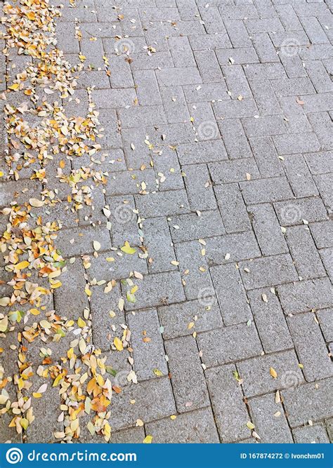 Dried Leaves Fall On The Paving Block Stock Photo Image Of Leaf