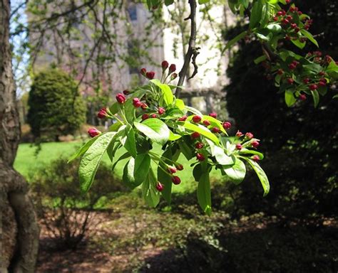 Crabapple Malus × Zumi Brooklyn Botanic Garden Brooklyn Flickr