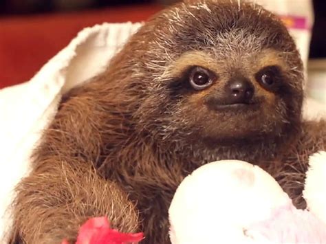 Adorable Baby Sloth Is Melting Hearts Baby Sloth Baby Animals Animals