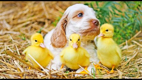 Puppies Playing With Baby Ducklings Super Cute Youtube
