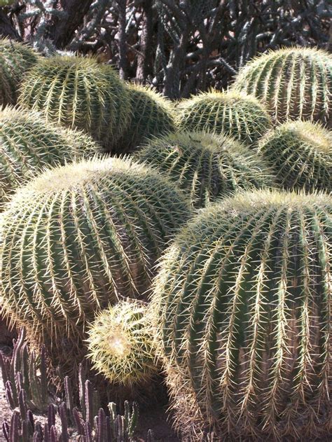 Barrel Cactus Az Piante Grasse Piante