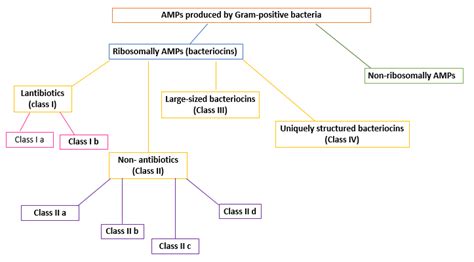 Classification Of The Amps Produced By Gram Positive Bacteria
