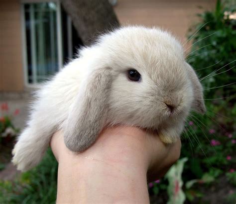 We Currently Have Some Beautiful Baby Holland Lop Bunnies They Are A