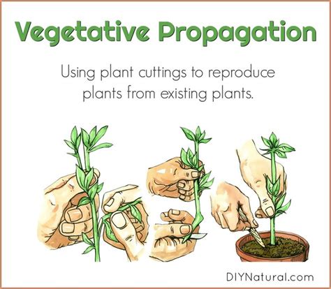 Using Plant Cuttings To Make More Plants For Free Plant Cuttings Plants Propagating Plants