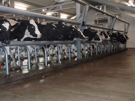 Milking Parlours For Cows Dutchlac