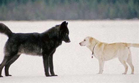 Descubre La Estrecha Amistad Entre Un Lobo Y Un Perro · Wakyma