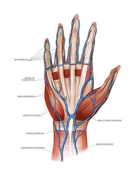 Venous System Of The Hand Poster By Asklepios Medical Atlas The Best