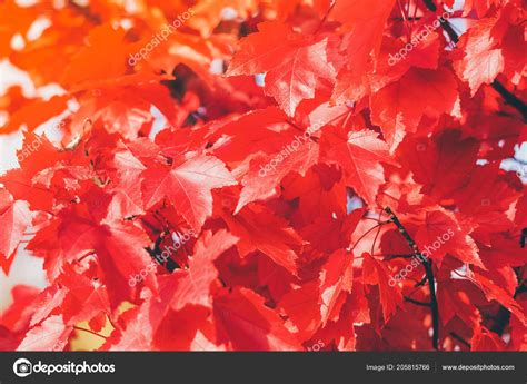 Close Red Maple Leaves — Stock Photo © Thayra 205815766