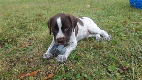 Most labrador retrievers are athletic; Meet Mabel, the German Shorthair Pointer/Chocolate Lab Mix ...