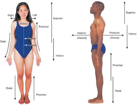 Directional Terms Of The Body