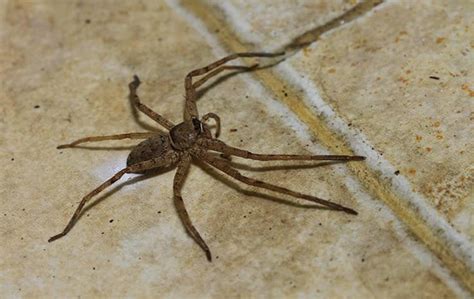 What Do Black House Spiders Eat Pet Food Guide