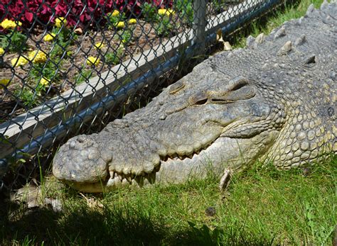 Giant Crocs Saltwater Crocodiles Reptile Gardens