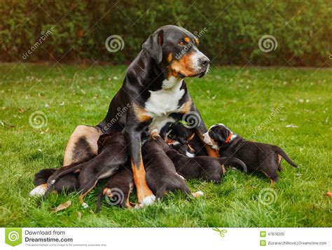 mountain dog puppies stock image image  happy canine
