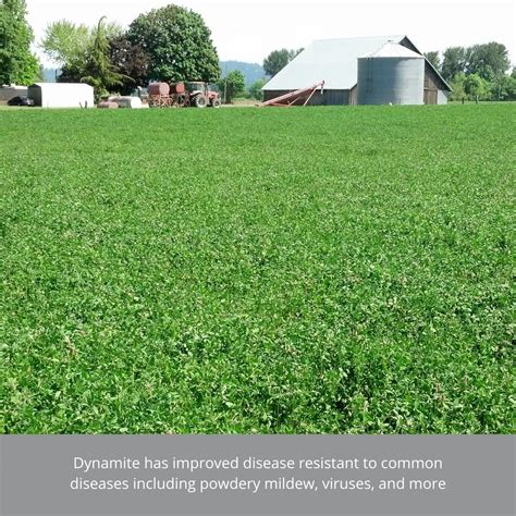 Dynamite Double Cut Red Clover Cover Crops Go Seed