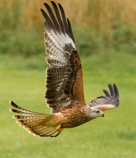 Juvenile Red Kite By Jamie Macarthur On Deviantart Red Kite Worlds