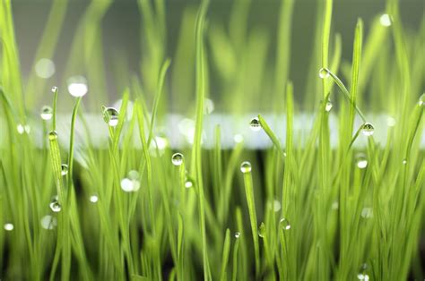 Water Drops Grass Macro Wallpaper Coolwallpapersme