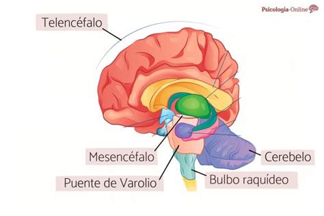 TelencÉfalo Qué Es Partes Y Funciones ¡los Mejores Apuntes Con