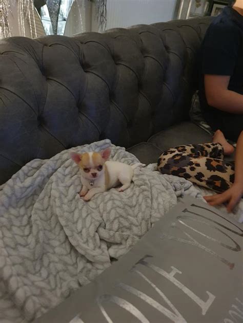 Xxx Princess Xxx Tiny Girl Chihuahua Pup For Sale In Bolton Greater