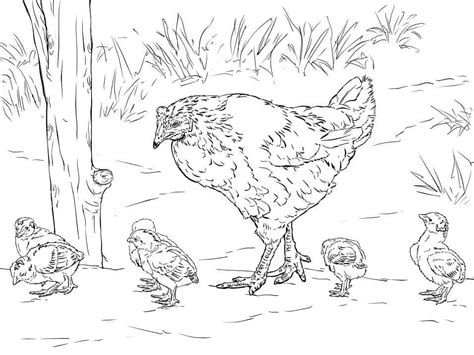 Dibujos De Gallina Con Pollitos Para Colorear Para Colorear Pintar E