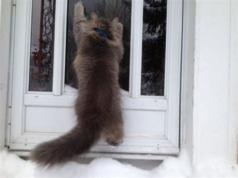 Reaction Of The Cats On The First Snow 25 Photos That Will Cheer You