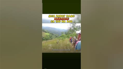 Panghuli Ng Baboy Ramo Music Animallover Youtube