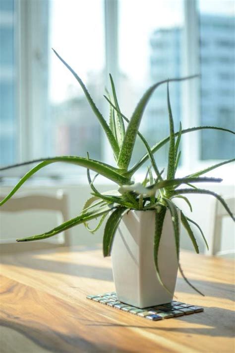 20 Best Indoor Plants Good Inside Plants For Small Space