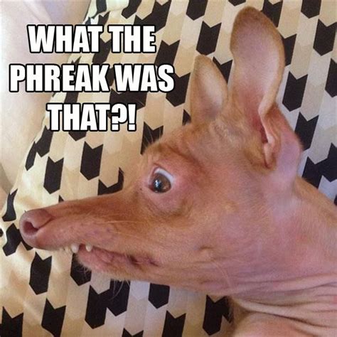 89 Best Lisp Meme Dog Images On Pinterest Tuna Melts Doggies And