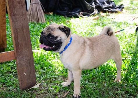 Check spelling or type a new query. Pug Price and Cost- How Much Does A Pug Really Cost ...