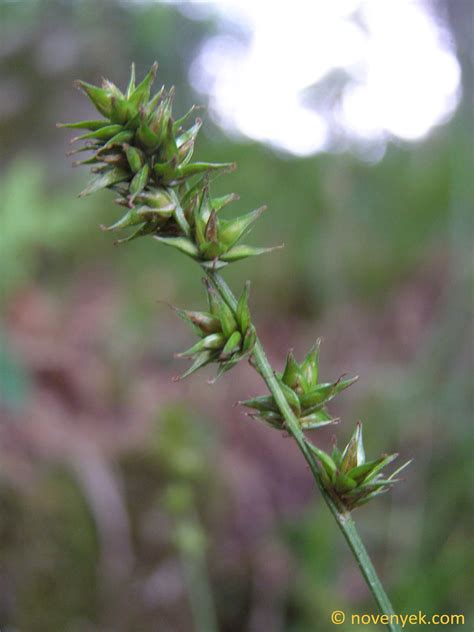 Image Collection Of Wild Vascular Plants Carex Pairae