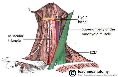 Muscle anatomy anterior muscular anatomy for pilates on. Muscles, Fascia and Triangles of the Neck at Boston ...